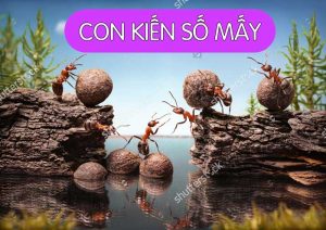 Con Kiến Số Mấy